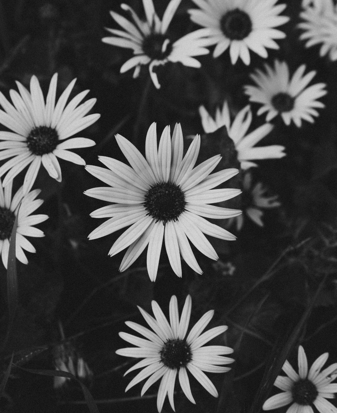 White daisies in monochrome — quiet awareness in nature